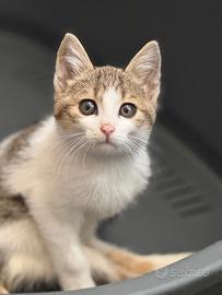 Paul, 2 mesi, adozione del cuore