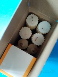 Candele MiraLanza marca Roma