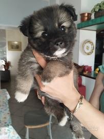 Cucciolo di cane a pelo lungo