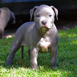 Cuccioli American pitbull terrier ukc