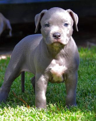 Cuccioli American pitbull terrier ukc