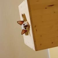 Cuccioli siamesi orientali