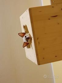 Cuccioli siamesi orientali