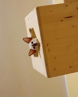 Cuccioli siamesi orientali