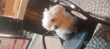 Maltese maschio per accoppiamento