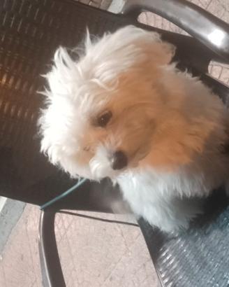 Maltese maschio per accoppiamento