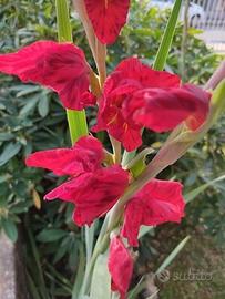 bulbi di gladioli rari rosso fuoco 