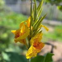 Rizoma di canna indaca