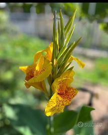 Rizoma di canna indaca