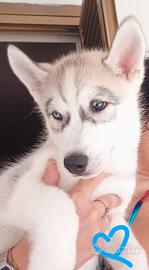 Incantevoli cuccioli di Siberian Husky