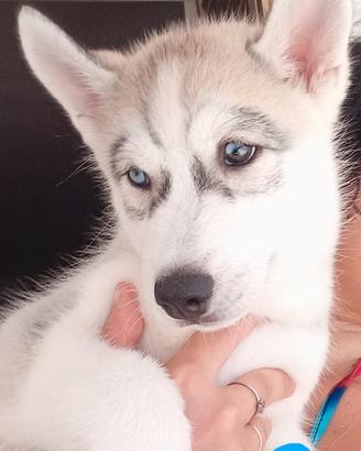 Incantevoli cuccioli di Siberian Husky