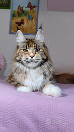 Maine Coon
