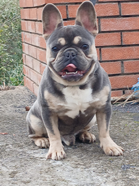 Bulldog francese Blue tri