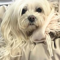 Maltese italiano disponibile per monta