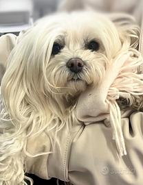 Maltese italiano disponibile per monta