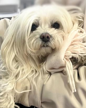 Maltese italiano disponibile per monta