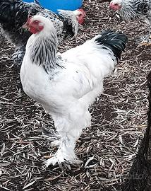 Galli Brahma Bianco Columbia in purezza