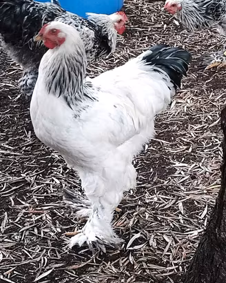 Galli Brahma Bianco Columbia in purezza
