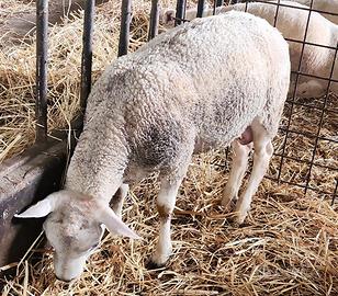 Ariete texel