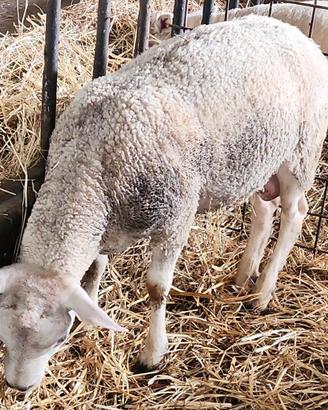 Ariete texel