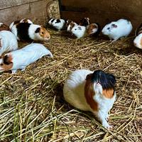 Porcellini d' India - Cavie peruviane