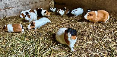 Porcellini d' India - Cavie peruviane