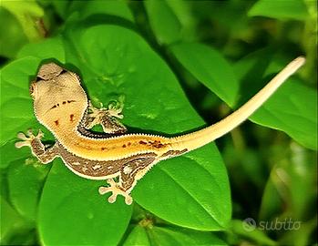 Geco Ciliatus Lilly White, teca, scambi leopardino