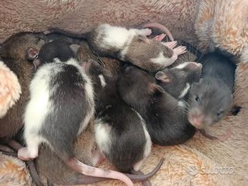 Allevamento ratti Dumbo