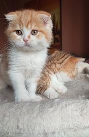 Scottish Fold taglia grande