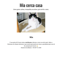 Dono Gatta sterilizzata calma e sana