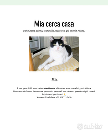 Dono Gatta sterilizzata calma e sana