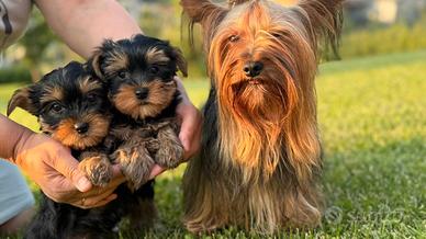 Cuccioli di Yorkshire terrier