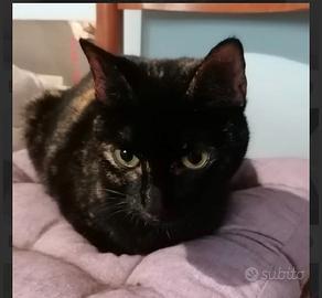 AKELA splendida miciotta