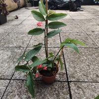 Begonia corallina alta 30 cm in vaso piccolo 