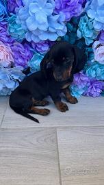 Cuccioli di bassotto kaninchen originale