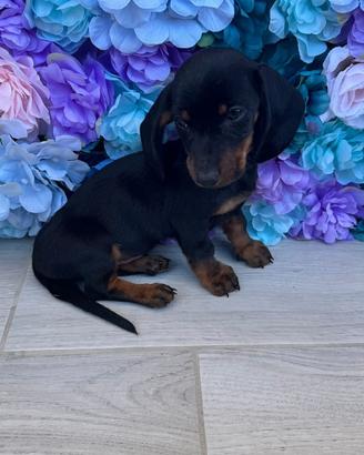 Cuccioli di bassotto kaninchen originale