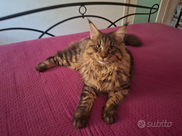 Maschio Maine Coon 10mesi disponibile