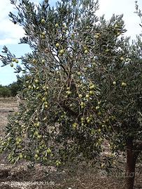 Olive verdi da mensa 
