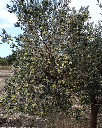 Olive verdi da mensa 
