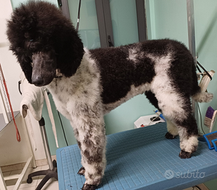 Barbone grande mole particolor