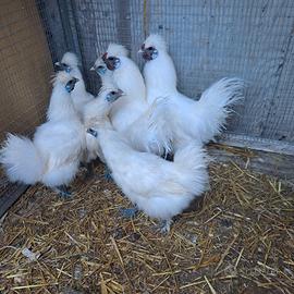 Coppia galline moroseta NON SPEDISCO