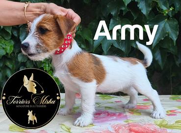 Jack Russell Terrier