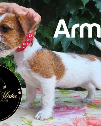 Jack Russell Terrier