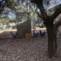 Polli razza Amrocks e Cocicncine Giganti