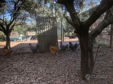 Polli razza Amrocks e Cocicncine Giganti