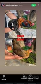 Animali