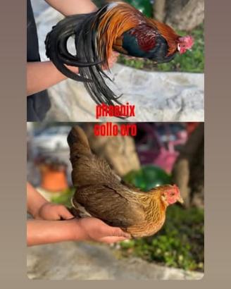 Animali
