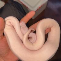 Pitoni reali e migali