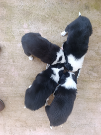 Border Collie cuccioli