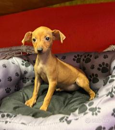 Disponibili pinscher